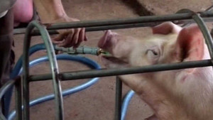 Bắt quả tang cơ sở bơm nước, thức ăn vào heo bệnh trước khi giết mổ