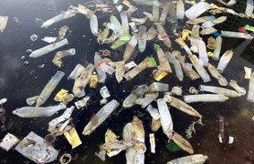 Hà Nội: Bao cao su phủ trắng hồ Linh Đàm từ đâu ra?