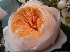 Choáng váng hoa hồng đắt nhất thế giới giá 85 tỷ đồng