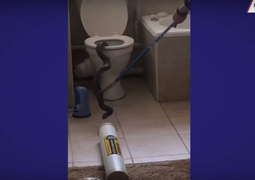 Video: Hoảng hồn phát hiện rắn hổ mang chui lên từ bồn cầu nhà vệ sinh