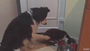 Video: Chó lịch sự 'xin phép' mèo để được ăn gây sốt cộng đồng mạng