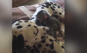 Video: Tưởng lông đốm là bụi, khỉ con ra sức chùi sạch cho chó