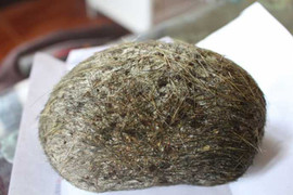 ‘Cát lợn’ là gì và có phải là thuốc chữa bệnh?