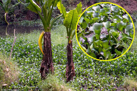 Nữ nhiếp ảnh gia thoát chết may mắn khi vô tư tác nghiệp cạnh 'sát thủ' sông Nile