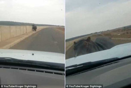 Clip: Hà mã nổi điên đâm thẳng xe hơi đang chạy