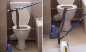 Kinh hãi cảnh 'chiêu hàng' rắn hổ mang nấp trong bồn cầu nhà dân