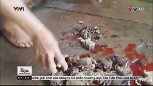 Xem clip này ai còn dám ăn thịt cóc?