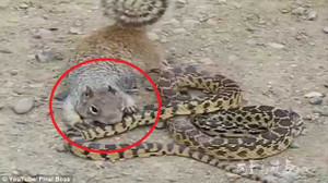 Rắn bị sóc gặm đuôi, cắn chảy máu đầu, bất lực rít lên đau đớn