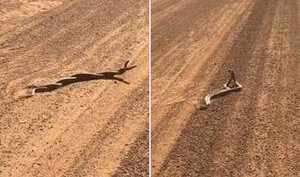 Rắn đực đại chiến dữ dội giành bạn tình