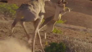 Sư tử hung hăng nhận 'liên hoàn cước' từ hươu cao cổ