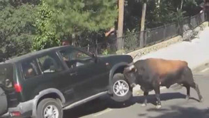 Bò tót điên cuồng tấn công ô tô khiến nhiều người hoảng sợ