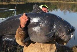 Ngư dân bắt được cá trê 'quái vật' nặng nửa tạ