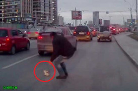 Tài xế cứu mạng mèo con giữa phố đông gây 'sốt' mạng xã hội