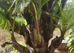 Kỳ lạ cây dừa 'đẻ con' ở Bến Tre