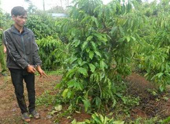 Gã trai đốn mạt chở chị dâu vào rẫy cà phê giở trò đồi bại