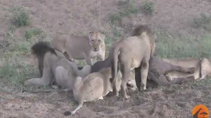 Đàn sư tử đánh nhau giành ăn, trâu rừng thoát chết ngoạn mục