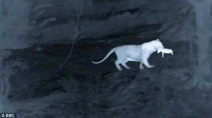 Báo đốm xuất hiện 'như cơn lốc', cướp lợn con khỏi tay mẹ trong đêm