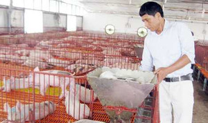 Lạ lùng chuyện đàn lợn đông đúc lên ở 