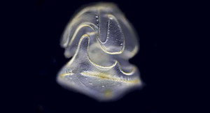 Phát hiện sinh vật kỳ dị có đầu mà không có thân