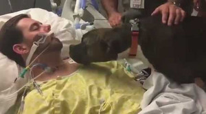 Rơi nước mắt xem chú chó tạm biệt người chủ vừa qua đời đột ngột