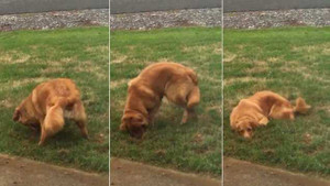 Chú chó đào hố trong vườn bị chủ phát hiện và cái kết hài 'té ghế'