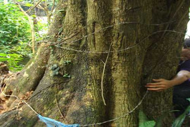 Chuyện ly kỳ quanh hai 'cụ' sưa có giá 150 tỷ ở Hà Nội