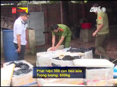 Clip: Bắt 300 con heo sữa bốc mùi hôi thối đang chờ lên bàn nhậu, tiệc cưới