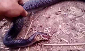 Con rắn khôn ngoan giả chết để tránh kẻ thù