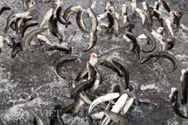 Kinh ngạc trước màn khiêu vũ của hàng vạn con cá lóc trên mặt nước