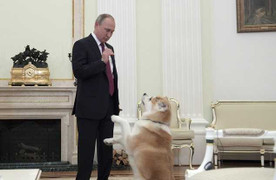 Ông Putin dỗ chó cưng trong cuộc phỏng vấn với truyền thông Nhật Bản