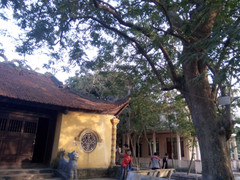 Video: Sự thật về cây sưa 50 tỷ đồng khiến dân làng 'đổ máu'