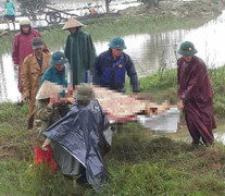 Đang cày ruộng bị điện giật chết tại chỗ