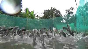 Chuyện lạ: Nông dân Cần Thơ gọi được cả vạn con cá nhảy múa trên mặt nước