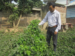 Sự thật gốc sâm tiến vua khổng lồ ở Bắc Giang có tác dụng 'cải tử hoàn sinh'