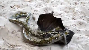 Kết quả khó tin trong cuộc 'tử chiến' giữa dơi quạ và trăn