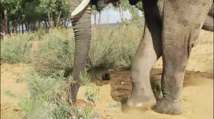 Voi rừng phát hoảng, tránh đường khi đối diện chuột nhắt