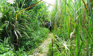 Người đàn ông bị hàng xóm chém chết trong ruộng mía