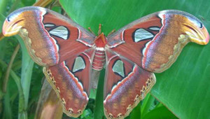 Phát hiện đàn bướm đêm khổng lồ ở Bạc Liêu