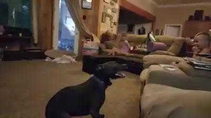 Chú chó làm trò khiến 2 em bé cười nắc nẻ