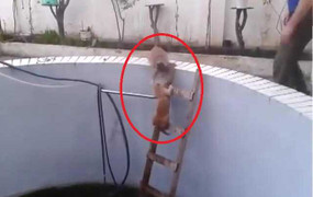 Clip: Mèo láu cá chơi khăm đồng loại và cái kết đau khổ