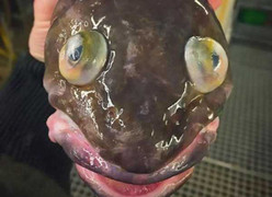 Xôn xao loạt ảnh cá kỳ quái như sinh vật ngoài hành tinh