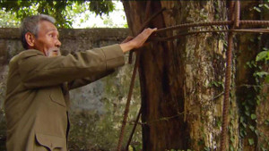 Hà Nội: Sợ trộm, dân mặc 'áo giáp sắt' cho 'cụ sưa' trăm tỷ