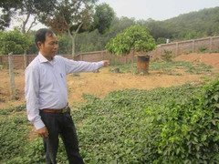 Mục sở thị thần dược quý hơn nhân sâm Triều Tiên chỉ dùng để tiến Vua