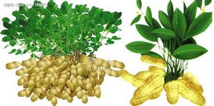 Công dụng kỳ diệu khi mỗi ngày ăn vài hạt lạc