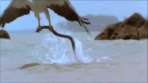 Rắn biển kịch độc giãy giụa tuyệt vọng dưới móng vuốt đại bàng