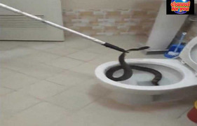 Kinh hãi cảnh bắt rắn 'cố thủ' trong bồn cầu nhà dân