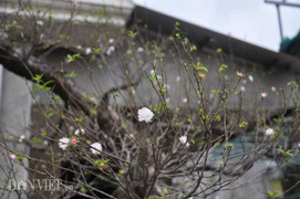 Ngắm mai tứ quý cổ thụ dáng long giá nghìn đô