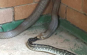 Choáng váng khi nhìn rắn nâu nuốt chửng trăn thảm