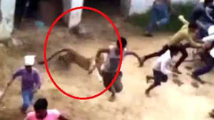 Báo hoang 'đại náo' ngôi làng, 20 người bị thương