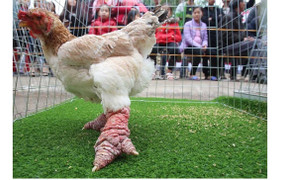 Ảnh: Gần 80 chú gà Đông Tảo chân 'khủng' tranh tài